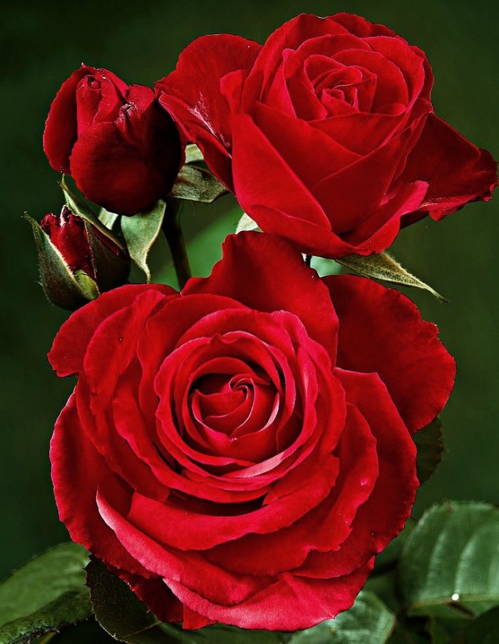 Роза чайно-гибридная Софи Лорен 1 шт